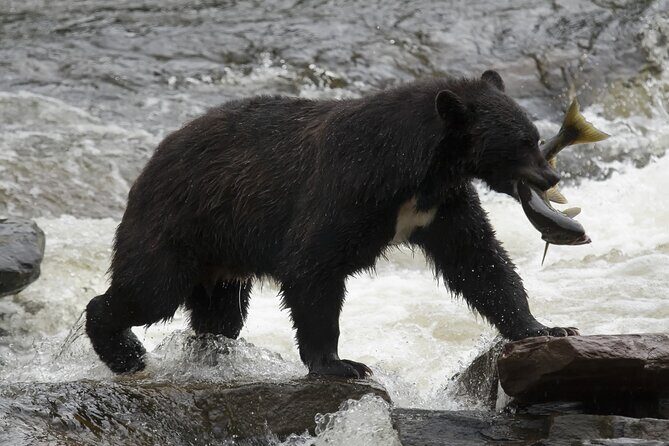 Alaskan Bear Encounter by Land & Sea - FAQs