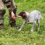 Alba: Truffle Hunting with Cheese, Truffle, & Wine Tastings - A Deep Dive into the Experience