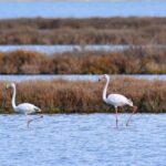 Albania Birdwatching, Kayaking, Bicycle National Park Divjaka Karavasta(ARG) - Frequently Asked Questions