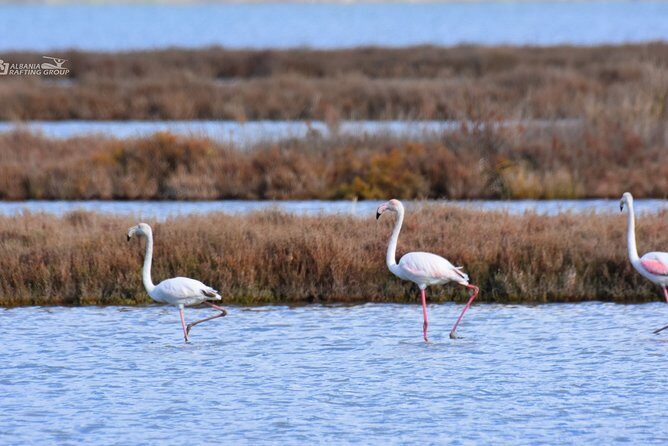 Albania Birdwatching, Kayaking, Bicycle National Park Divjaka Karavasta(ARG) - Frequently Asked Questions