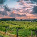 Albariño trails Private Wine Tour/Shore excursion from Vigo - Why the Guides Make a Difference