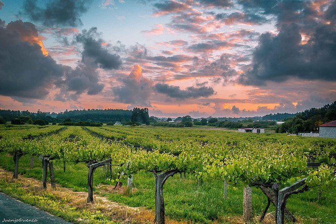 Albariño trails Private Wine Tour/Shore excursion from Vigo - Why the Guides Make a Difference