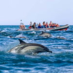Albufeira: 2.5-Hour Private Dolphin & Benagil Caves tour - Why the Experience Can Be So Special