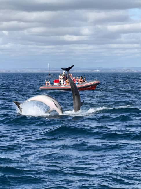 Albufeira: Dolphin Watching and Benagil Cave Boat Cruise - Practical Details: What You Need to Know