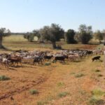 Albufeira: Jeep Safari Half-Day Countryside Tour - The Real Value of This Tour: What Travelers Say