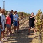 Albufeira/Vilamoura: Winery Tour with Wine Tasting and Tapas - A Closer Look at What You Can Expect