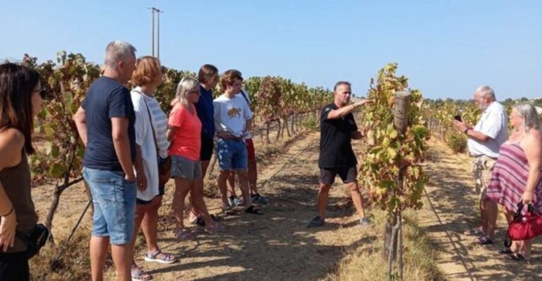 Albufeira/Vilamoura: Winery Tour with Wine Tasting and Tapas - A Closer Look at What You Can Expect