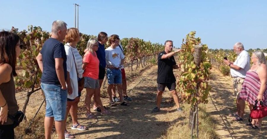 Albufeira/Vilamoura: Winery Tour with Wine Tasting and Tapas - A Closer Look at What You Can Expect