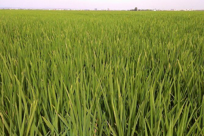 Albufera: Lake, Paella and Birdwatching - Who Will Love This Tour?