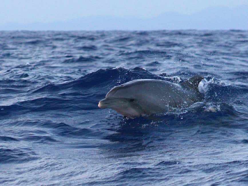 Alcudia: Dolphin Watching at Sunrise with Speedboat - FAQ
