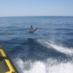 Algarve: Benagil Caves Private Tour - The Experience of the Ride