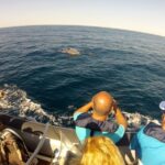 Algarve Dolphin Watching & Marine Life Eco Tour - Authentic Traveler Feedback