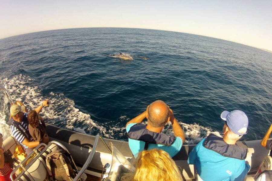Algarve Dolphin Watching & Marine Life Eco Tour - Authentic Traveler Feedback