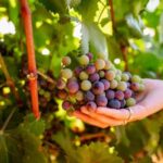 Algarve: Private Classic Car Escape & Signature Wine Tasting - The Classic Car Experience