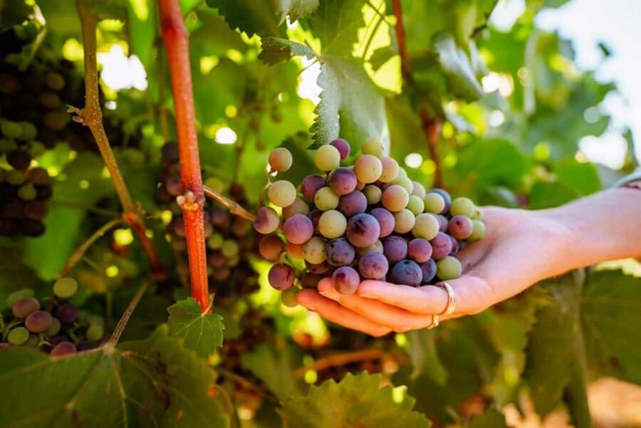 Algarve: Private Classic Car Escape & Signature Wine Tasting - The Classic Car Experience