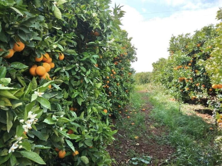 Algarve: Silves, Orange Grove & Monchique Mountains Tour - Starting with the Orange Grove Experience