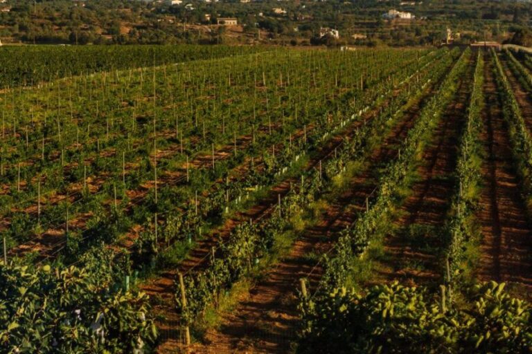 Algarve: Vineyard Tour & Premium Wine Tasting in Silves - A Detailed Look at the Vineyard Tour & Tasting