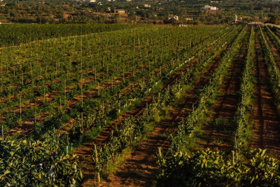 Algarve: Vineyard Tour & Premium Wine Tasting in Silves - A Detailed Look at the Vineyard Tour & Tasting
