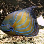 Algés: Vasco da Gama Aquarium Entry Ticket - Key Points