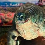 Alghero: Discover dinosaurs in Porto Conte Park - Price and Value