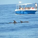 Alghero: Dolphin Watching Tour with Marine Biologists - The Sum Up