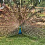 Alghero: visit an animal shelter with lunch or dinner - What to Expect from the Tour