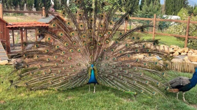 Alghero: visit an animal shelter with lunch or dinner - What to Expect from the Tour