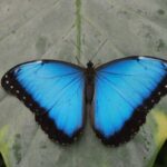 Alghero: Visit at the Butterfly House - Breaking Down the Experience: Is It Worth It?