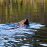 Algonquin Park 4-Day Deluxe Camping & Canoeing Adventure - Reviews and Real-Life Insights