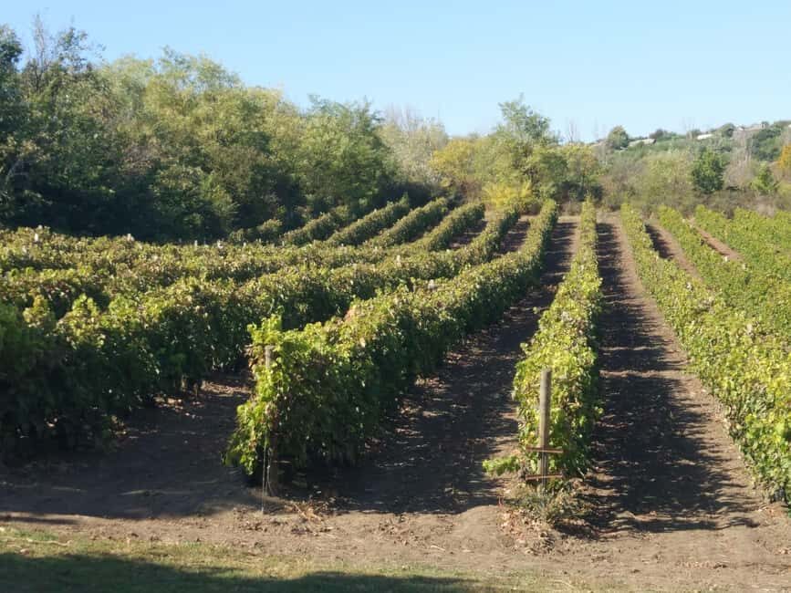 Alicante: Historic Winery Guided Tour + Wine Tasting / Private Transportation - The Tour Itinerary: What You Can Expect