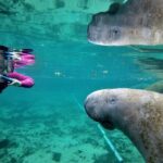 All Inclusive Private Manatee Swim - The Itinerary: What to Expect from Start to Finish