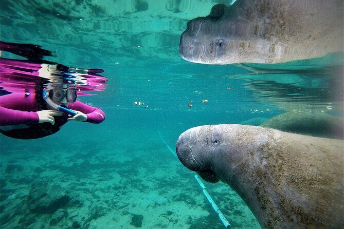 All Inclusive Private Manatee Swim - The Itinerary: What to Expect from Start to Finish