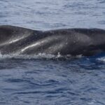 All Inclusive Whale and Dolphin Watching Luxury Tour - The Experience in Depth
