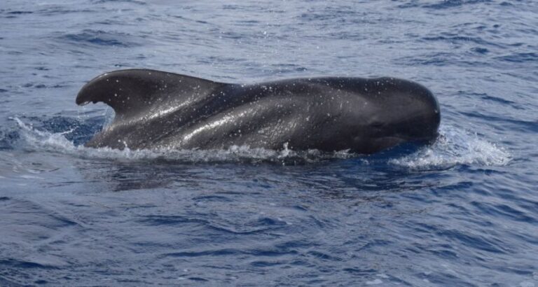 All Inclusive Whale and Dolphin Watching Luxury Tour - The Experience in Depth
