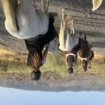 Almeria: Tabernas Desert Horse Riding for experienced riders - The Landscape: Why It’s Special
