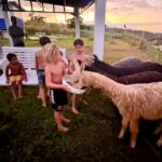 Alpaca Farm Experience on the Road to Hana - The Experience in Practice: What Visitors Are Saying