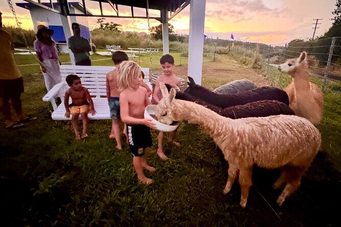 Alpaca Farm Experience on the Road to Hana - The Experience in Practice: What Visitors Are Saying