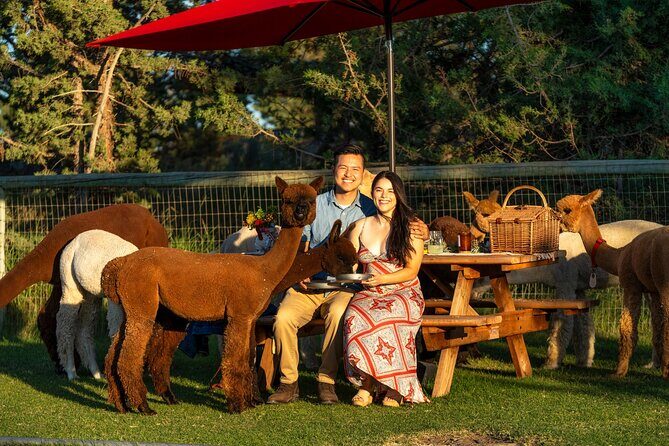 Alpaca Picnic Experience in Oregon - Practical Details and Logistics