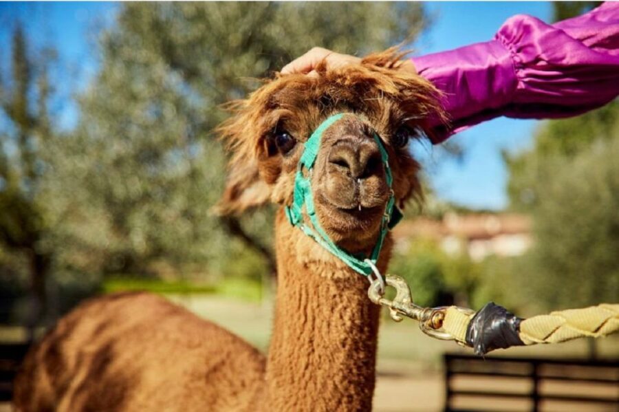 Alpaca Trek in Valdichiana Senese - The Experience in Detail