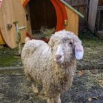 Alsace Christmas Markets & Fairy Tale Villages Private Tour from Strasbourg - The Practical Details