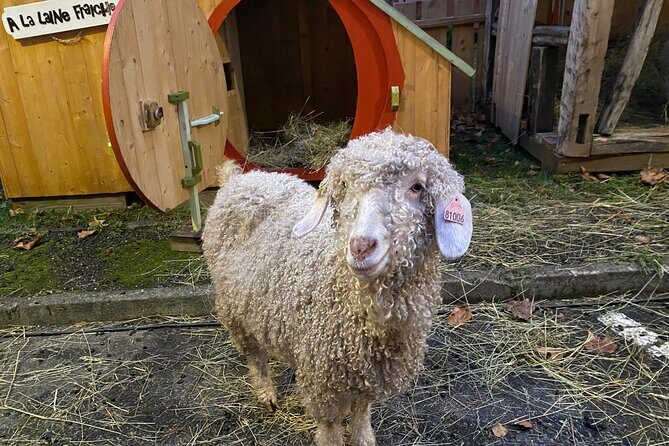 Alsace Christmas Markets & Fairy Tale Villages Private Tour from Strasbourg - The Practical Details