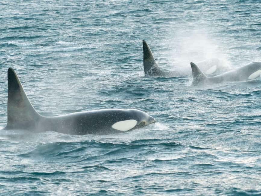 Alta: 3.5 Hour Fjord & Whale Watching Cruise - FAQ