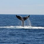 Alta: Alta Fjord Whale Watching Tour - The Details: Price, Duration, and Practicalities