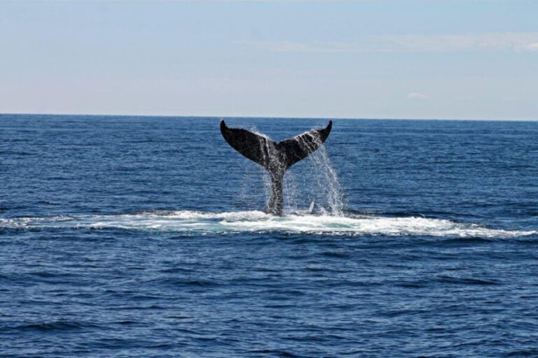 Alta: Alta Fjord Whale Watching Tour - The Details: Price, Duration, and Practicalities