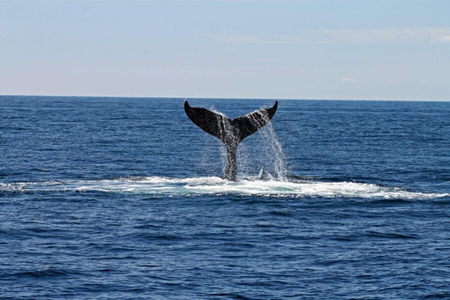 Alta: Alta Fjord Whale Watching Tour - The Details: Price, Duration, and Practicalities