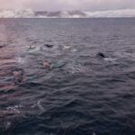 Alta: Altafjord Whale Watching in a Heated Boat - Who Should Consider This Tour?