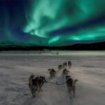 Alta: Dog Sledding Trip under the Northern Lights - Whats Included & Cost-Value Analysis