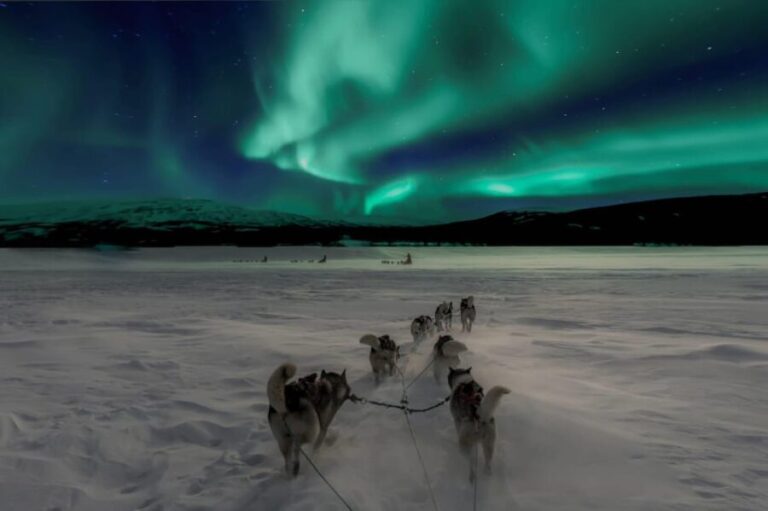 Alta: Dog Sledding Trip under the Northern Lights - Whats Included & Cost-Value Analysis