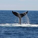 Alta Fjord: Private Whale Watching Tour - The Itinerary: What to Expect from Start to Finish