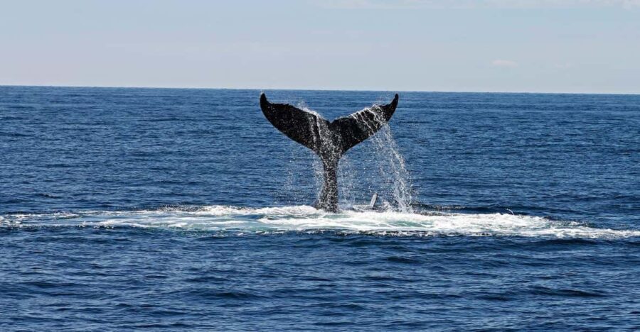 Alta Fjord: Private Whale Watching Tour - The Itinerary: What to Expect from Start to Finish